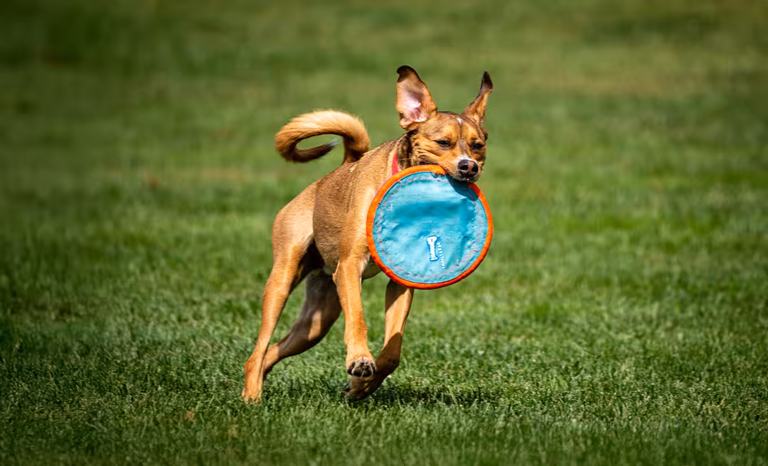a dog running with a frisbee in its mouth