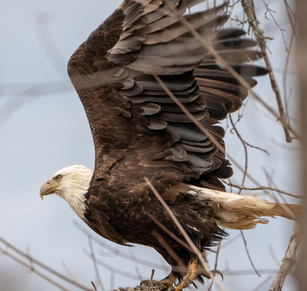 a bald eagle flying in a tree