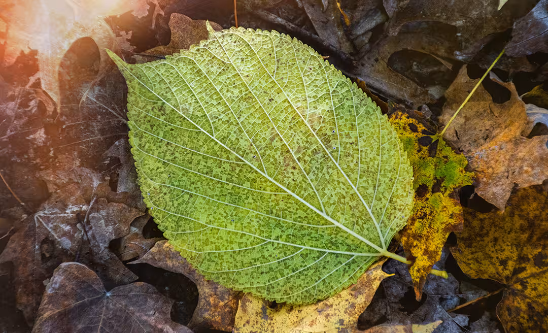 Miami Whitewater Shaker Trace Inner Loop Trail