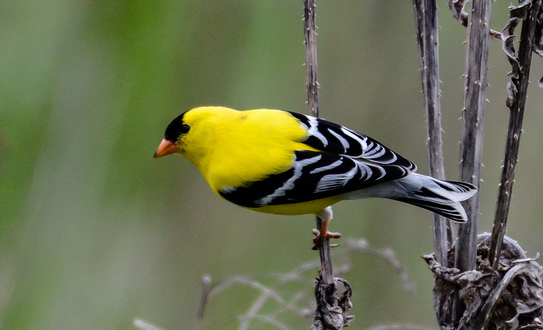 a yellow bird sitting on a stick