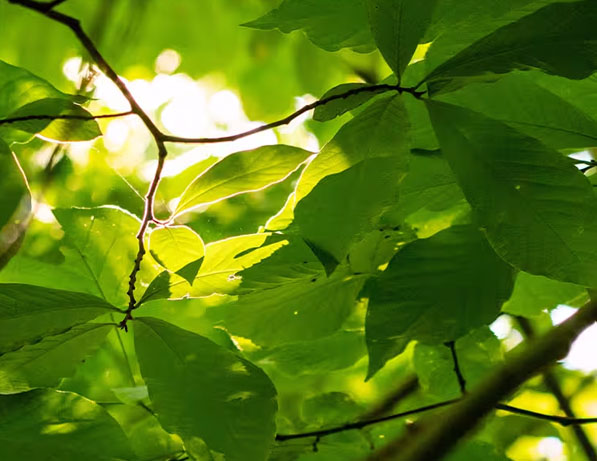 a close up of leaves