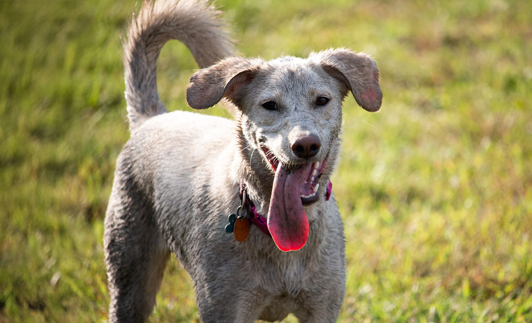 a dog with its tongue out