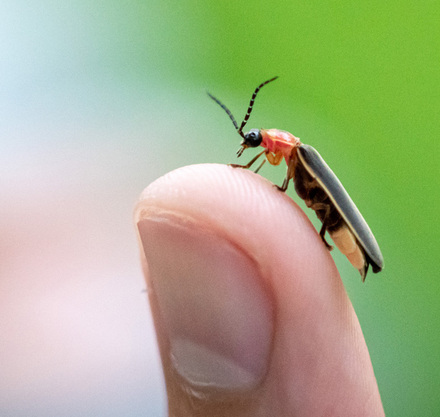 a close up of a bug on a finger