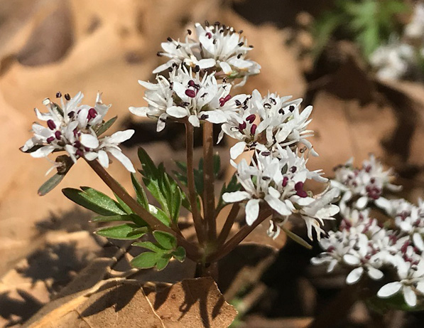 a close up of a plant
