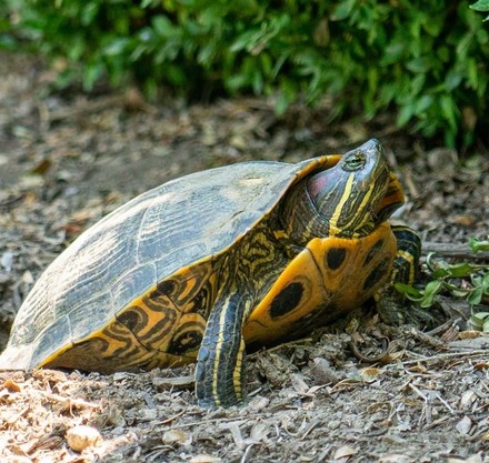 a turtle on the ground