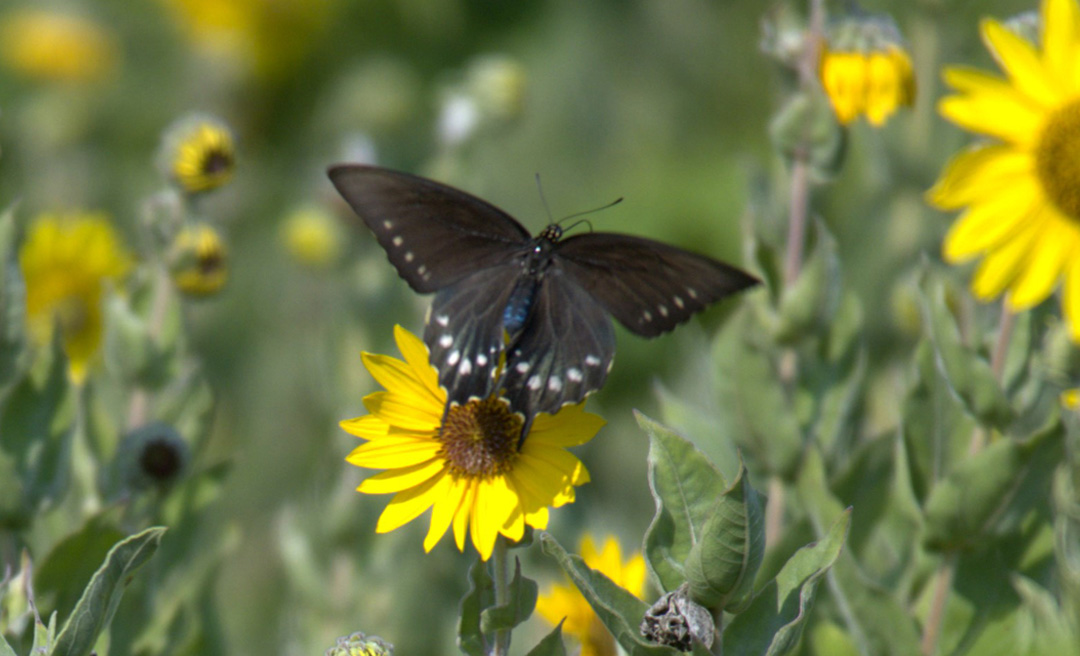 a butterfly on a flower