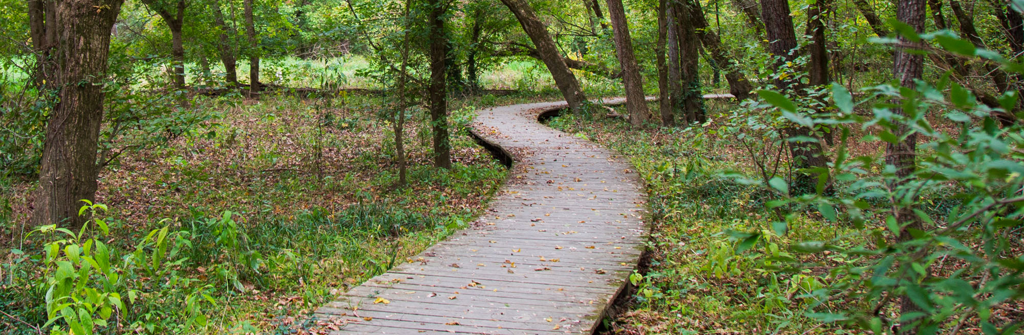 a wooden path through the woods