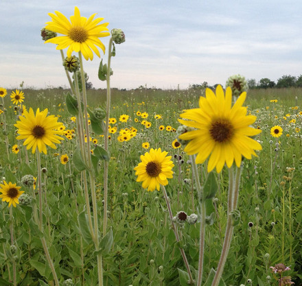 a field of yellow flowers