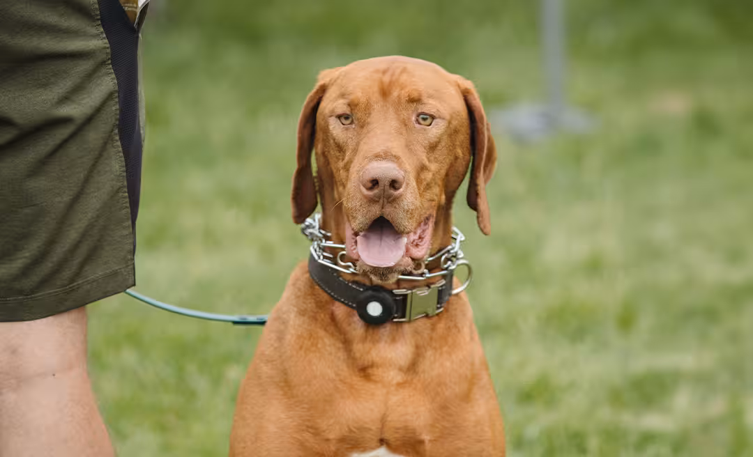 TriThumb_ADP_Dog_Park_2