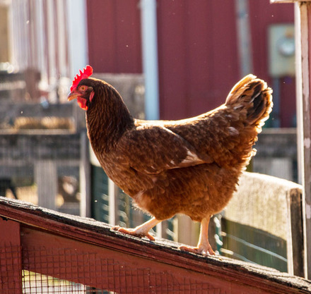 a chicken standing on a fence