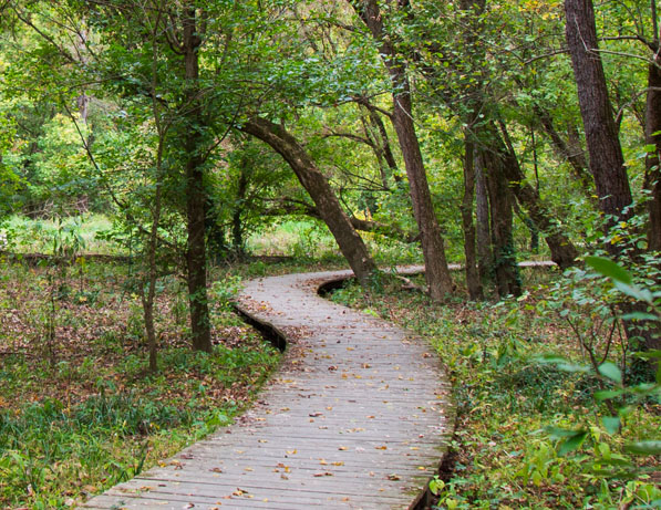 a wooden path through a forest