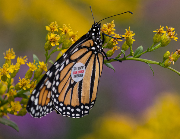a butterfly on a flower