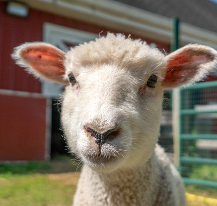 a close up of a sheep