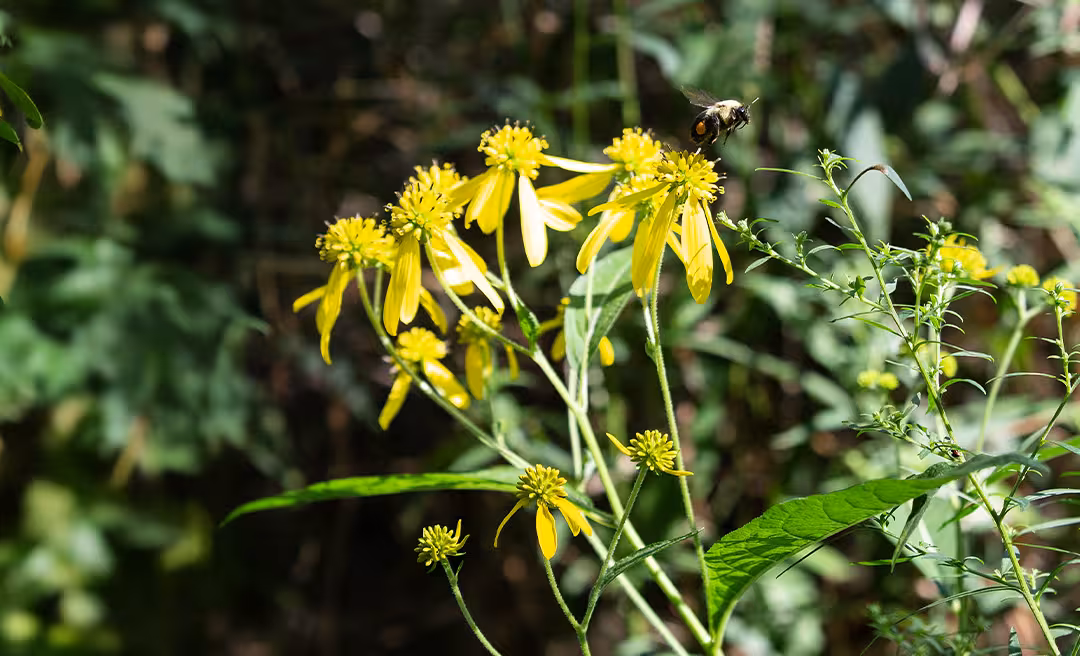 a bee flying over a yellow flower