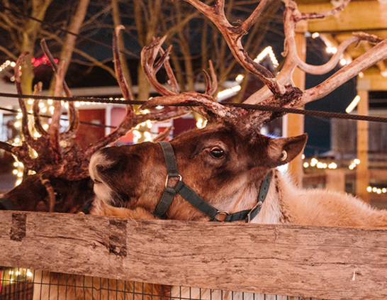 a reindeer with antlers on its head