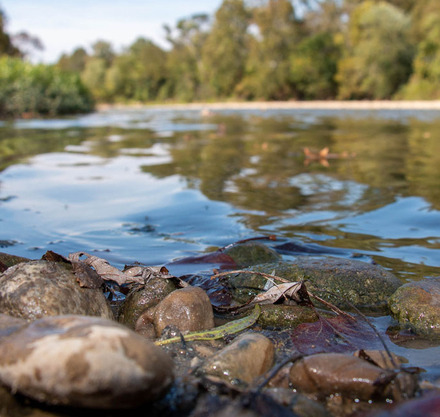 a river with rocks and leaves