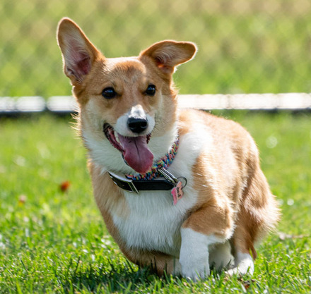 a dog running on grass