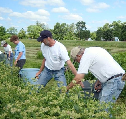 a group of people working in a field