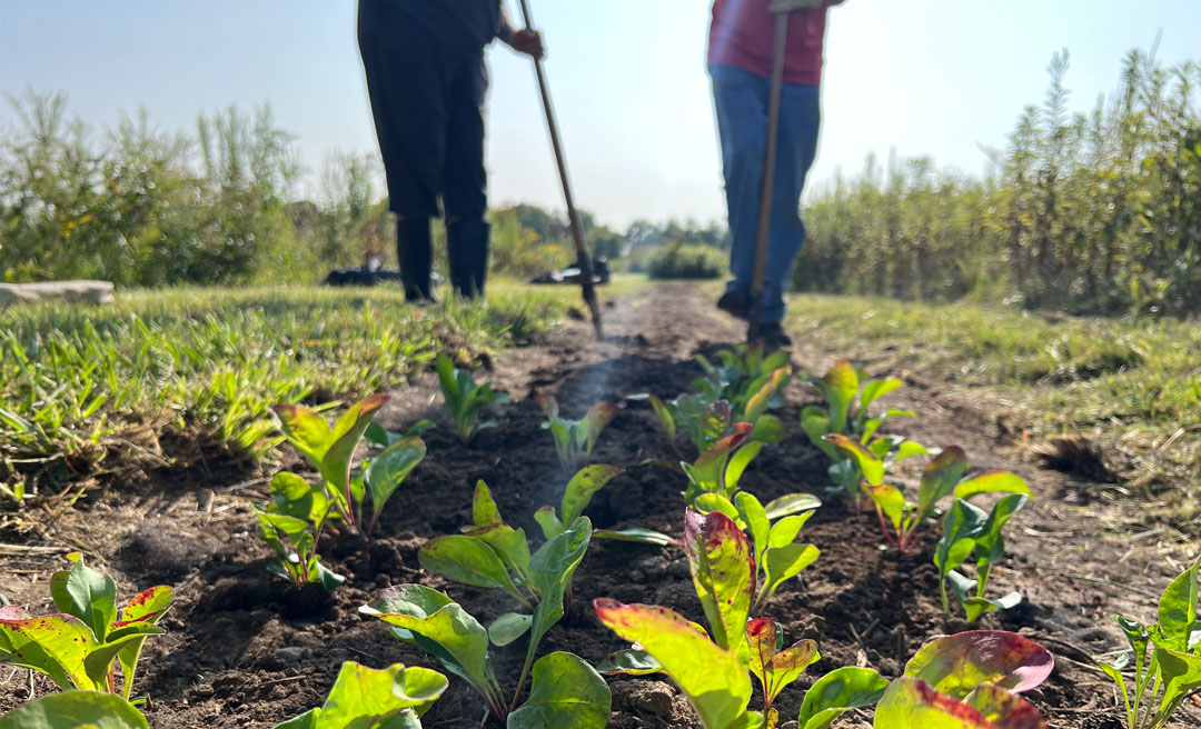 a couple of people working in a garden
