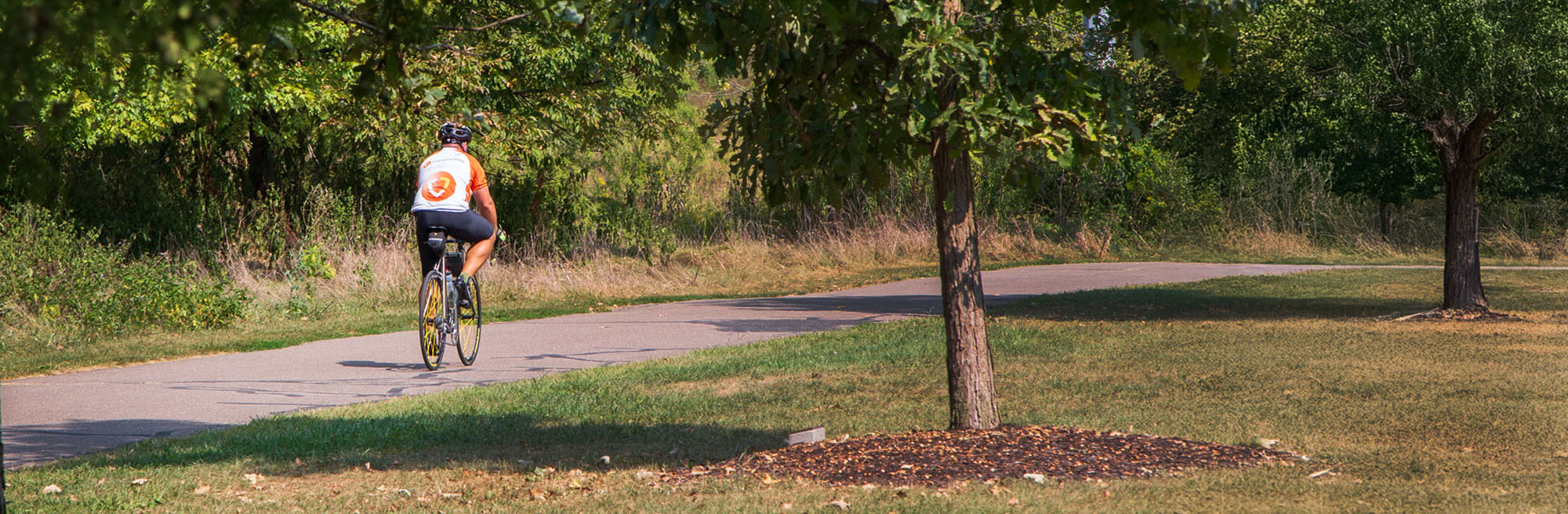 a tree in a park