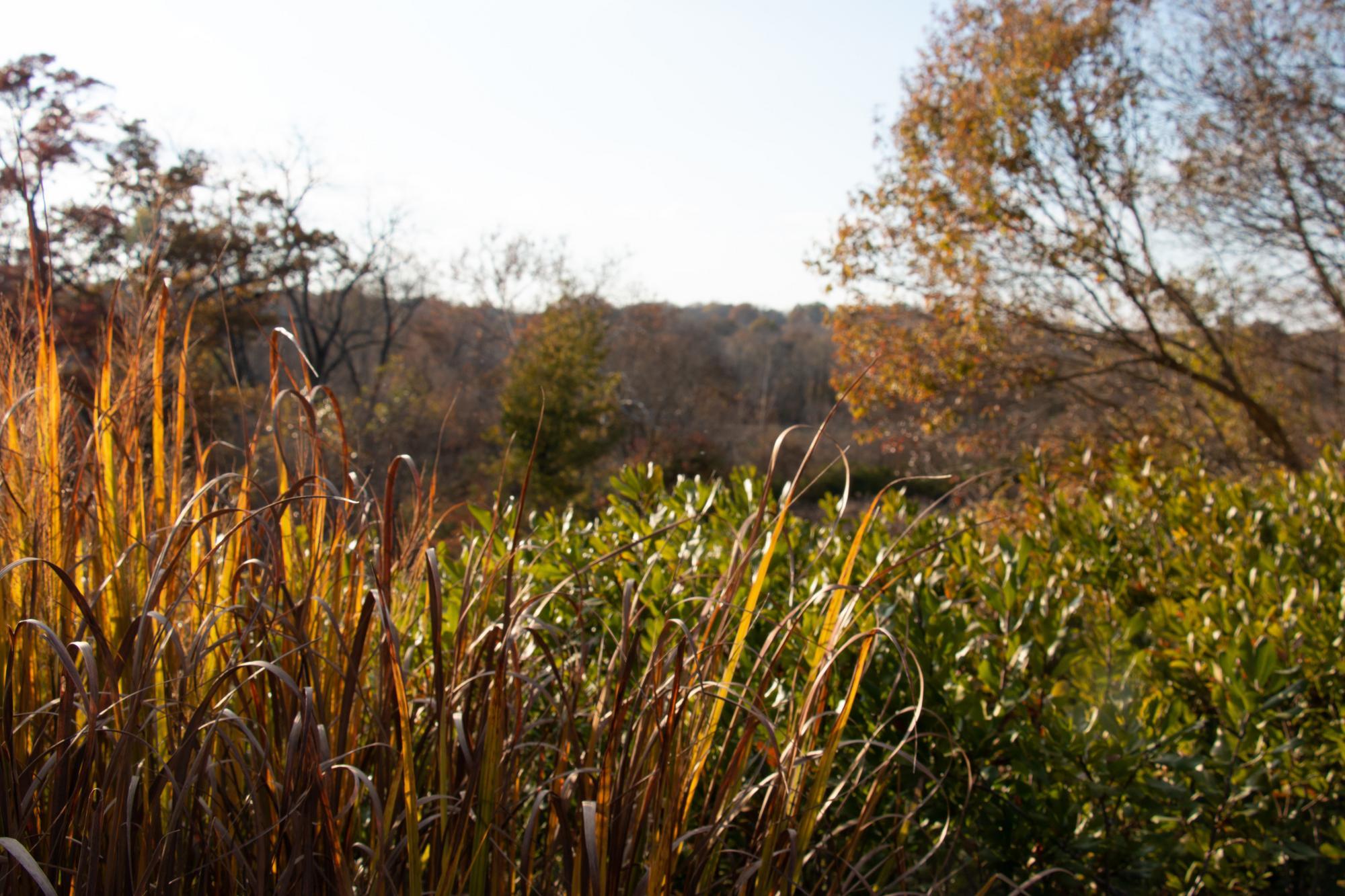 Prairie at Glenwood Gardens
