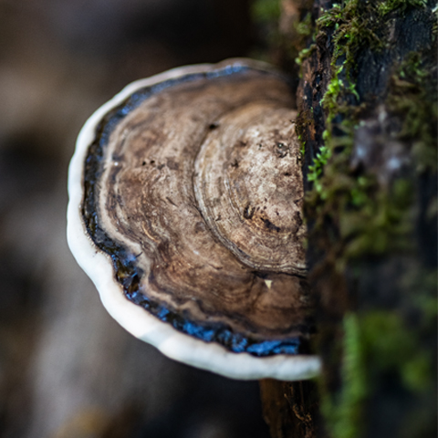 a mushroom growing on a tree