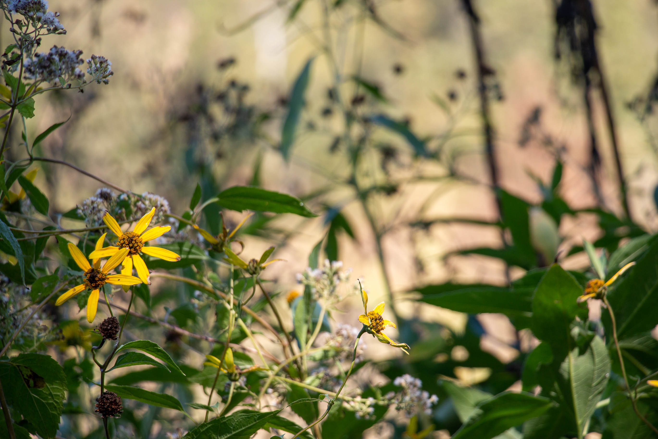 a yellow flowers and green leaves