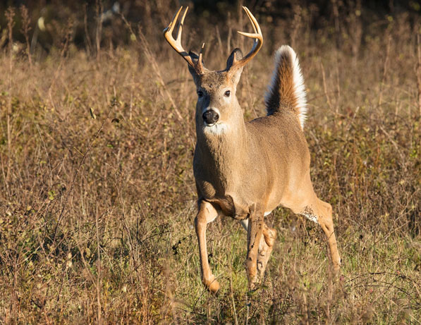 a deer running through a field