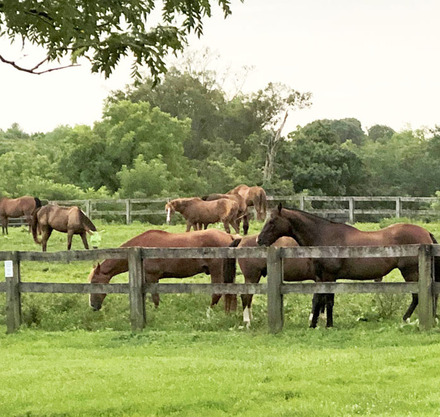 a group of horses in a fenced in pasture
