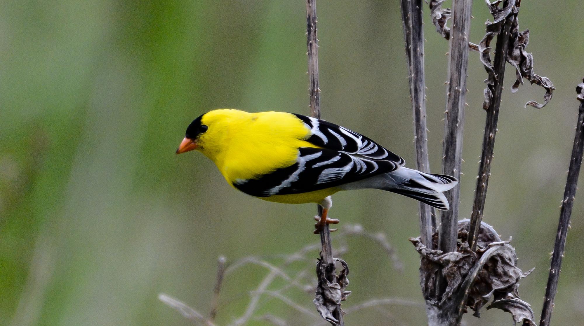 a yellow bird on a branch