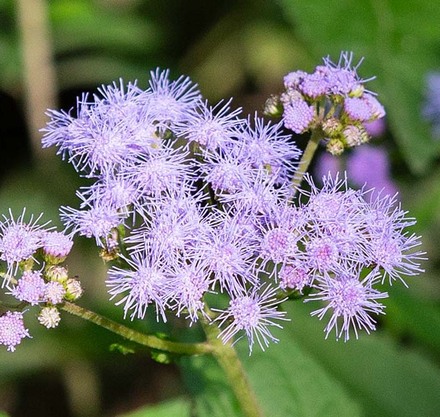 a close up of a purple flower