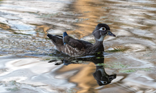 a duck swimming in water