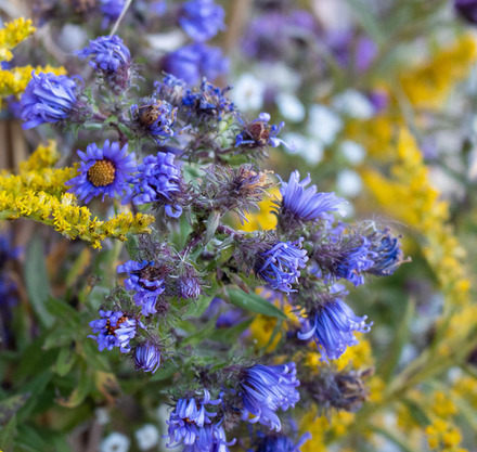 a group of purple flowers