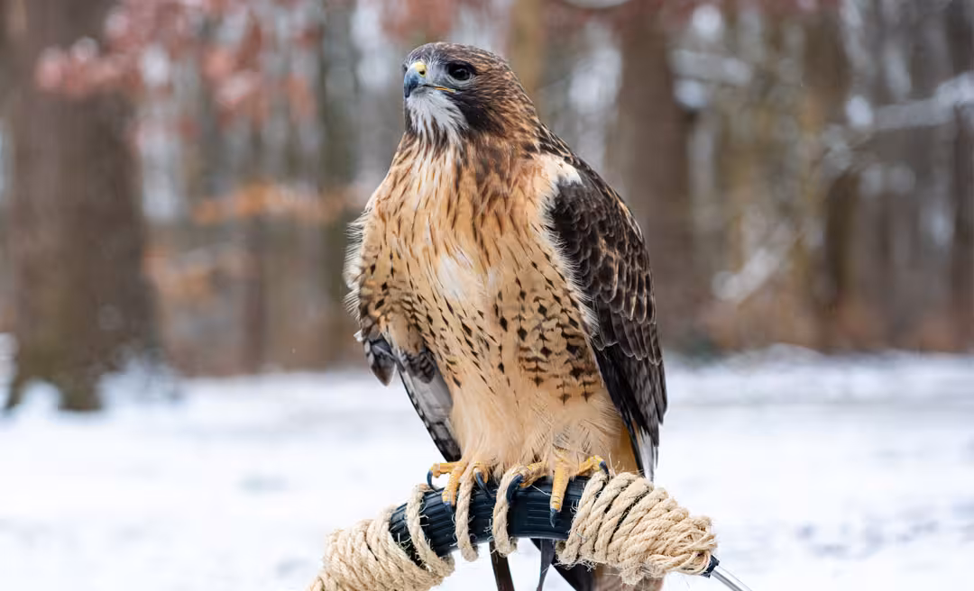 a bird sitting on a rope