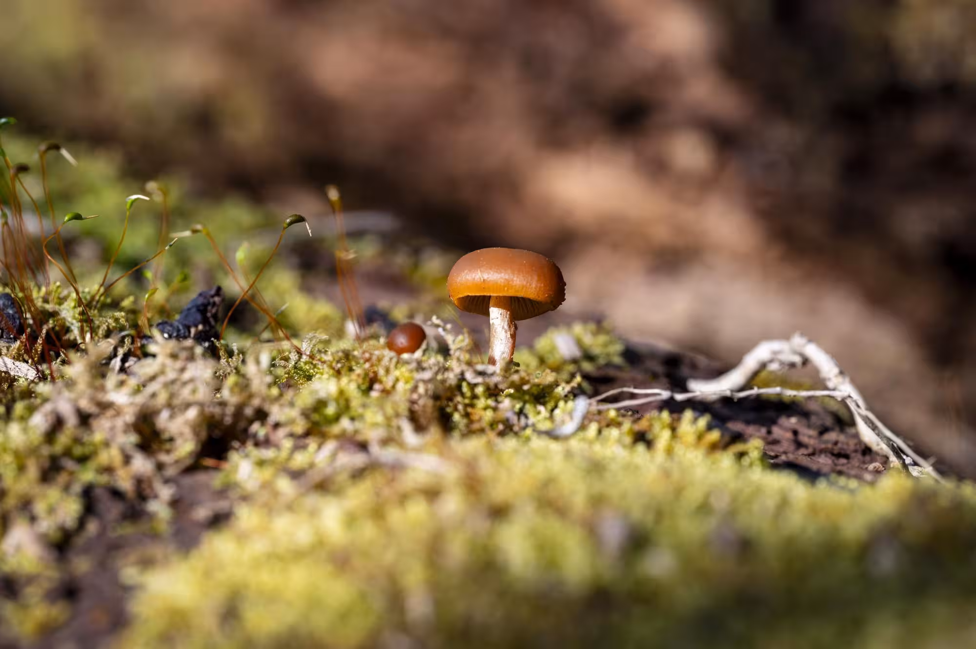 Mushroom growing on a log at Withrow Nature Preserve