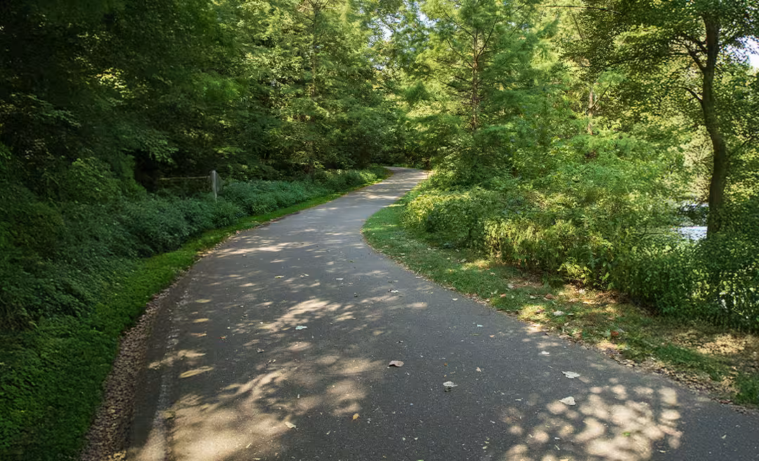 a road with trees around it